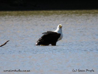 One of the pair of resident fish eagles that dominate the Umzimkulu Estuary