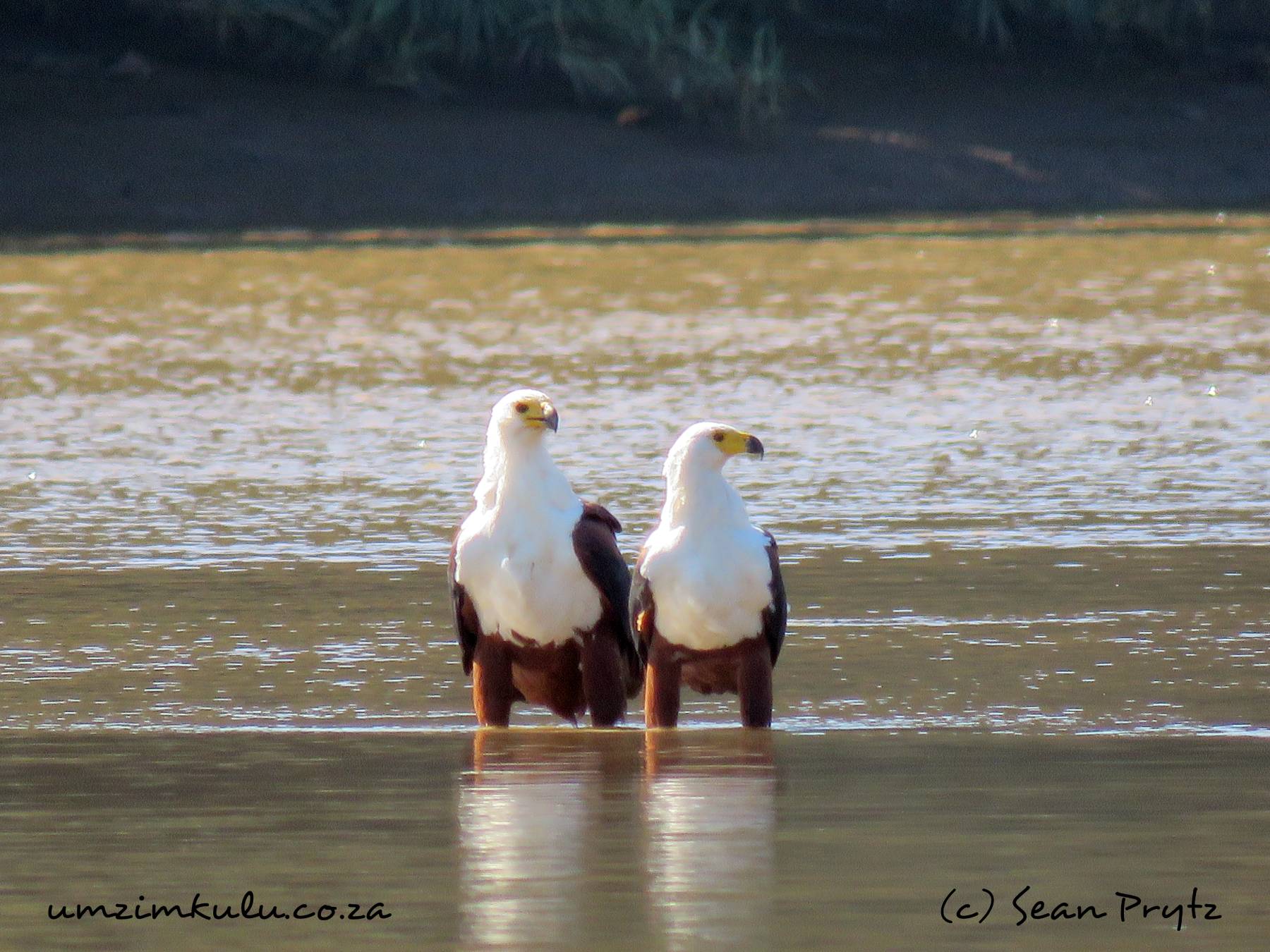 Umzimkulu-River-fish-eagles-by-Sean-Prytz-2