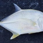 Estuary fishing in the Umzimkulu River in Port SHepstone